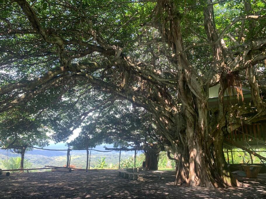 Disfruta Del Contacto Con La Naturaleza Apartment Puntarenas Bagian luar foto
